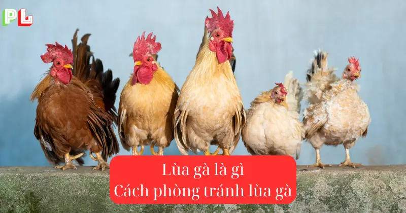 lua-ga-la-gi-dau-hieu-lua-ga